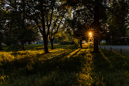 在公园树和高草地的突出地带后面 阳光照耀着美丽的阳光森林树木环境橙子叶子季节场地太阳树叶太阳星图片