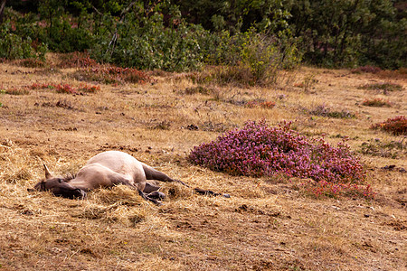 一匹马躺在草地上图片