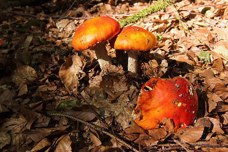毒蝇伞 - 有毒的蘑菇图片