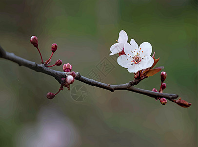 冬季树枝上的春天花朵和芽花园花瓣植物群宏观园艺植物学季节场景叶子风格图片