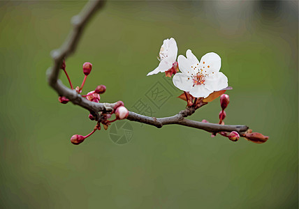 冬季树枝上的春天花朵和芽宏观花园植物学园艺装饰植物群植物花瓣季节环境图片