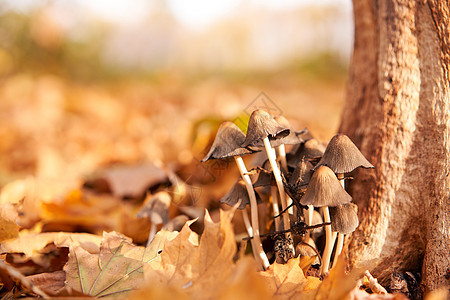 树附近秋叶生长着有毒蘑菇群 笑声野生动物殖民地苔藓家庭木头林地荒野植物晴天帽子图片