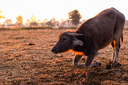沼泽水牛在泰国收获的稻田里 早上 年轻的水牛在阳光下跪在农场的地上 东南亚的家养水牛 农村的家畜图片