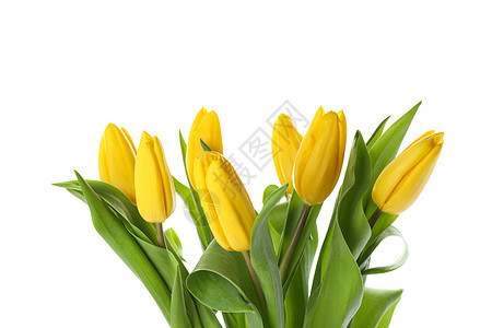 白色背景上孤立的美丽黄色郁金香庆典叶子配饰周年花束花朵生活生日花瓣植物图片