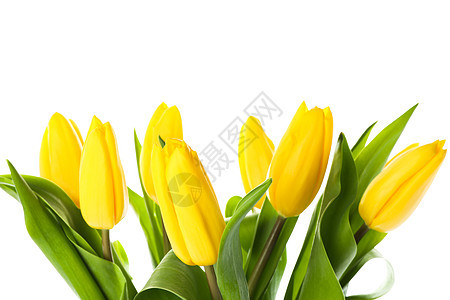白色背景上孤立的美丽黄色郁金香生日纪念日配饰叶子生活花瓣庆典花朵植物花束图片
