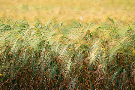 小麦田 农业领域 有不同种类的小麦收成食物场景植物季节土地大麦粮食面包谷物图片