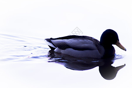 在湖中游泳的鸭子月光日落野生动物蓝色荒野池塘反射薄雾羽毛动物季节图片