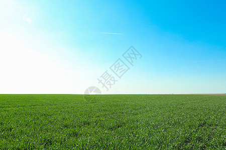 绿色草地 文字空间 美丽的春绿林植物天空国家晴天树木尺寸场地农场花瓣种子图片