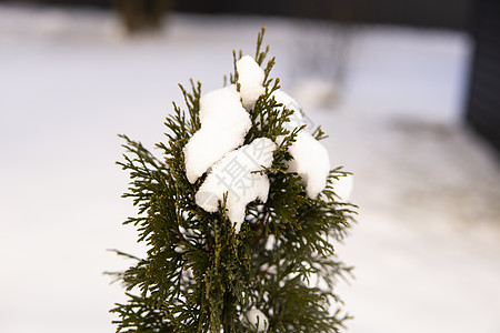 金钟柏树的绿叶在柔和的阳光下覆盖着霜 有雪的崖柏树枝 常绿针叶树 杜松树的一个分支在雪地里 冬天的背景叶子针叶雪花植物群木头天气图片