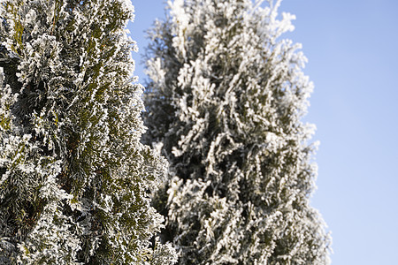 金钟柏树的绿叶在柔和的阳光下覆盖着霜 有雪的崖柏树枝 常绿针叶树 杜松树的一个分支在雪地里 冬天的背景公园季节植物雪花森林针叶园图片