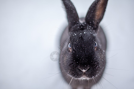 美丽 在公园冬天的黑兔子毛茸茸农场耳朵陷阱宠物自由野兔荒野哺乳动物野生动物动物图片