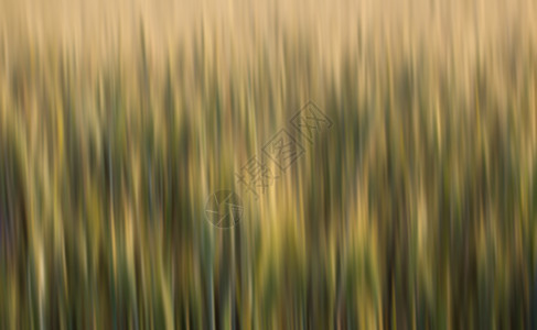摘要抽象模糊的小麦字段植物粮食美丽稻草草地尖刺生长季节耳朵场地图片