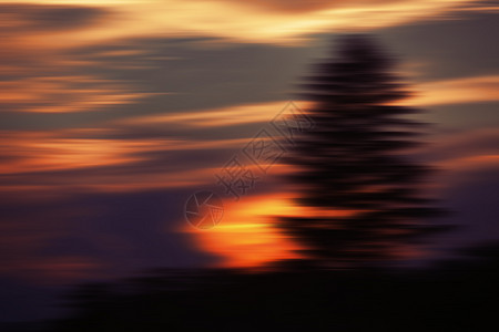 模糊的日落云和松树图片