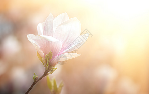 木兰花背景农村季节植物玉兰植物群花园艺术花瓣生长香味图片