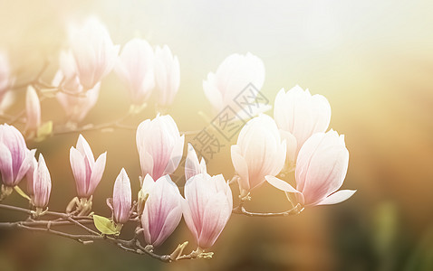 木兰花背景香味花头植物群农村紫色晴天季节玉兰生长植物图片