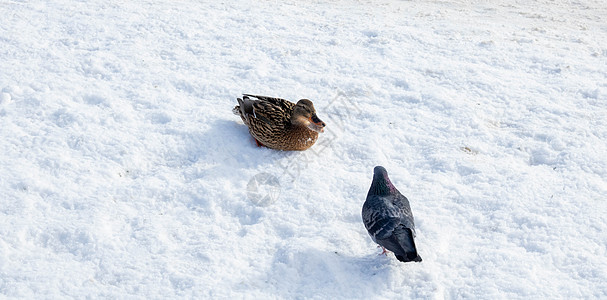野鸭特写坐在冰冻的雪地上 在阳光明媚的日子里 在明媚的阳光下 鸽子在附近散步景观翅膀晴天绿头野生动物黄嘴羽毛鸭子男性预报图片