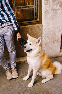 一条白黄色的秋田犬拴在主人腿边的皮带上 日本秋田犬是一种出现在日本本州岛秋田县的犬种图片