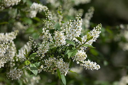 花朵中的鸟樱桃树花园乡村香味蓝色生长叶子植物季节花瓣绿色图片