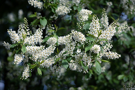 花朵中的鸟樱桃树白色蓝色花园植物绿色天空花瓣乡村季节香味图片