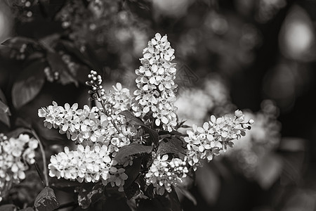 花朵中的鸟樱桃树花园植物绿色季节白色生长天空乡村花瓣叶子图片