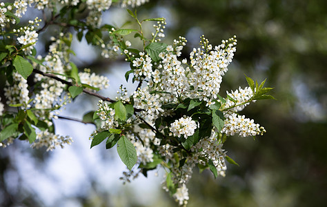 花朵中的鸟樱桃树叶子生长季节蓝色花瓣绿色白色花园天空植物图片