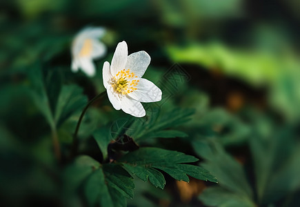 亚尼蒙希维斯特里斯荒野植物野花森林季节花园草地环境草本植物城市图片