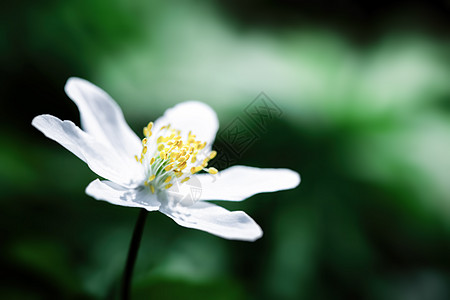 亚尼蒙希维斯特里斯季节城市花瓣背景植物环境公园宏观野花草本植物图片