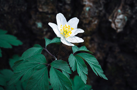 亚尼蒙希维斯特里斯植物荒野公园花园海葵宏观草地野花花瓣季节图片