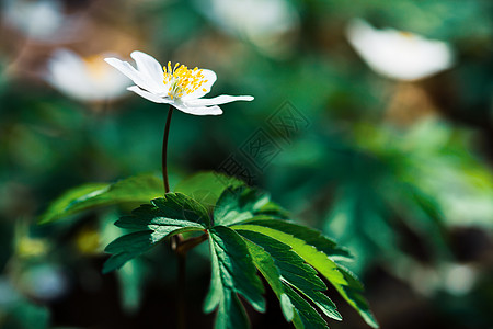 亚尼蒙希维斯特里斯森林背景花瓣荒野叶子花朵植物群草地植物宏观图片