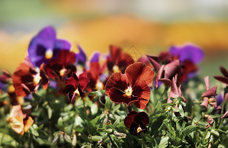 盛开的花朵叶子自然中提琴宏观花瓣紫色紫丁香三色植物植物学图片
