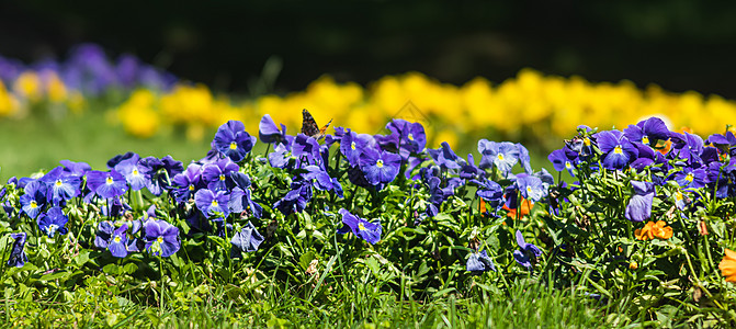 盛开的花朵花坛宏观中提琴自然三色紫丁香植物群花园蓝色背景图片