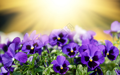盛开的花朵植物群季节花园三色叶子背景中提琴宏观紫色花瓣图片