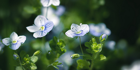 维罗妮卡花朵蓝色花园草地花瓣植物群荒野杂草背景野花公园图片