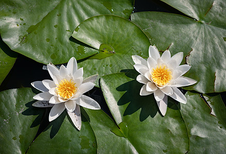 白水百合荷花植物睡莲蓝色成长公园植物学叶子白花植物群图片