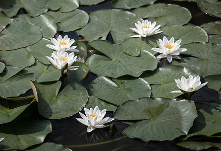 白水百合植物学背景花园成长植物群花瓣睡莲植物叶子池塘图片