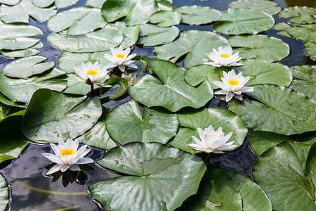 白水百合成长植物学植物叶子荷花睡莲花园背景池塘花瓣图片