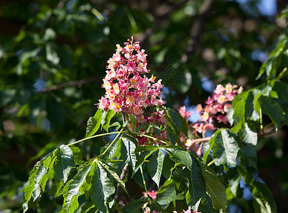 木栗树绿色叶子花瓣树叶活力花园粉色季节公园植物图片