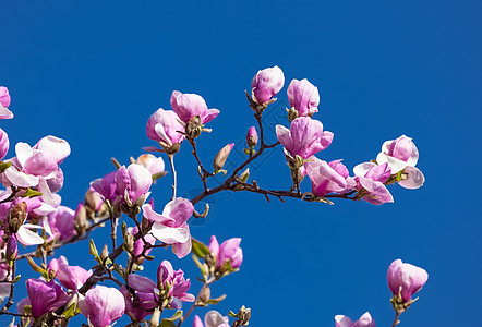 盛出木兰花花季节快乐玉兰紫色花朵鲜花花园环境植物学公园图片