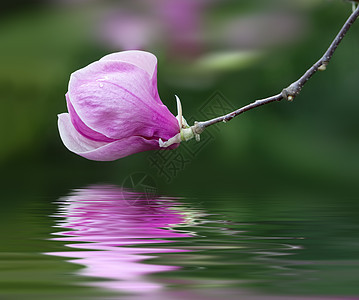 花朵开花鲜花花园天空植物季节生长植物学公园玉兰时间背景图片