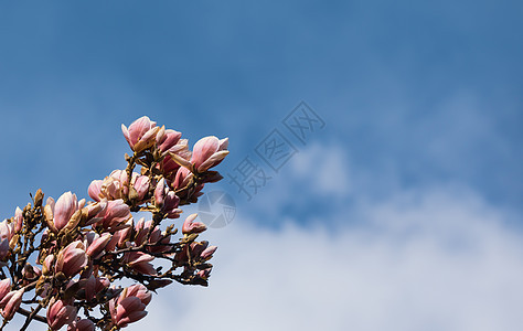 马格诺利亚树的开花天空花朵环境公园快乐花园季节植物玉兰紫色图片