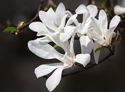 开花木木兰树玉兰花瓣公园晴天宏观季节阳光植物群花园花枝图片