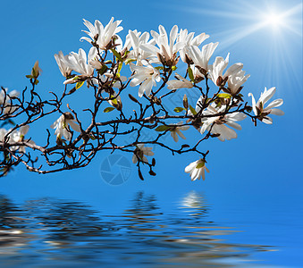 开花木木兰树晴天阳光玉兰花园公园花枝植物群树叶季节蓝色图片