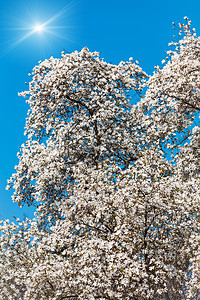 开花木木兰树晴天玉兰植物群公园植物花枝树叶植物学阳光季节图片