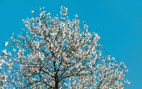 马格诺利亚树的开花阳光花园玉兰季节蓝色树叶花枝植物公园植物学背景图片