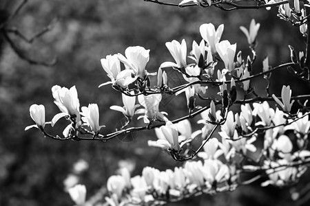 马格诺利亚树的开花植物植物学花园季节晴天宏观阳光蓝色公园玉兰图片