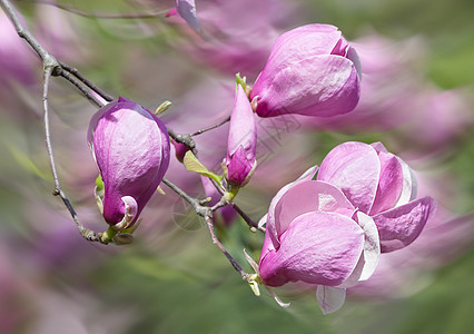 花朵开花植物群公园柔软度花园玉兰团体生长植物紫色花瓣图片