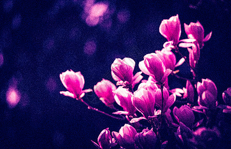 春天的马格诺利亚花朵植物学粮食植物群花瓣公园季节花园生长植物紫色图片