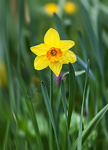 绿色草地上的黄色自恋花朵阳光花瓣公园水仙太阳生长场地水仙花植物群叶子图片