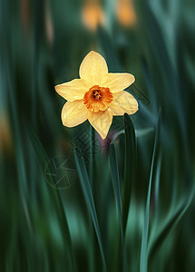 绿色草地上的黄色自恋花朵水仙植物群场地花瓣水仙花叶子花园公园生长太阳图片