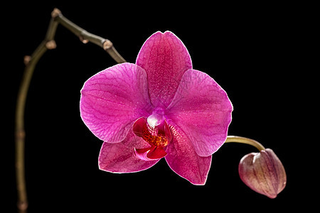 粉红色兰花花园墙纸紫色植物学情调植物群天空植物热带异国图片